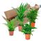 Bakker Mix van 4 Luchtzuiverende Kamerplanten (Areca, Emina, Spathiphyllum en Chlorophytum) 25 – 30 cm – Ø 12cm