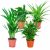 Bakker Mix van 4 Luchtzuiverende Kamerplanten (Areca, Emina, Spathiphyllum en Chlorophytum) 25 – 30 cm – Ø 12cm